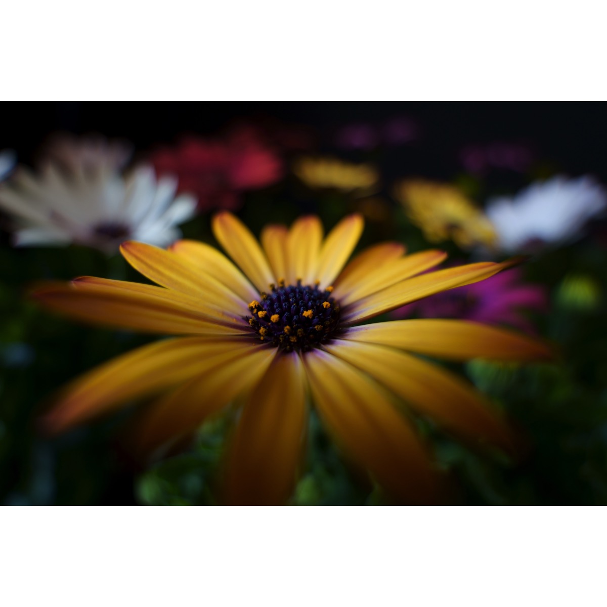Tamron 11-20mm F/2.8 Di III-A VC RXD
