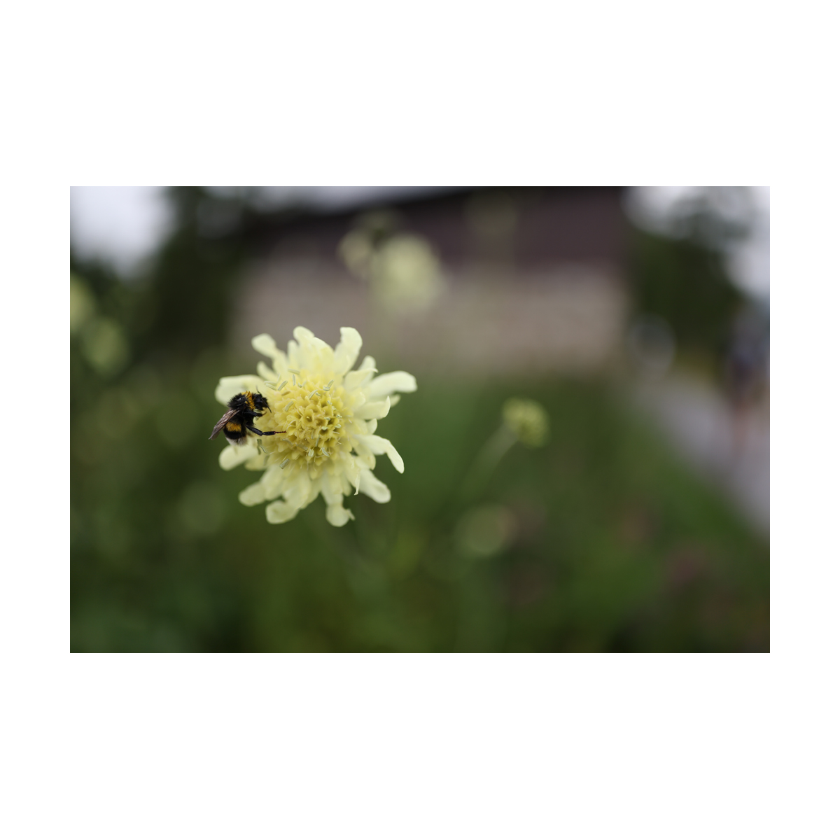 Canon RF 24mm F1.4 L VCM
